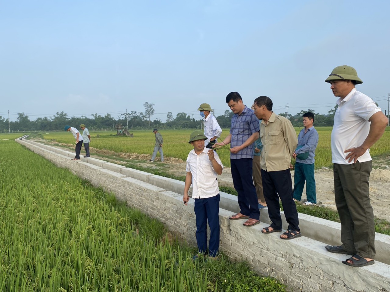 Xã Quang Lộc tổ chức thăm đồng đánh giá năng suất vụ chiêm xuân năm 2023