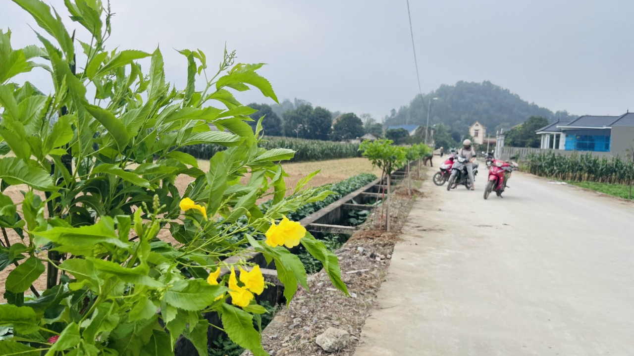 Xây dựng "Đường hoa đại đoàn kết" ở xã Quang Lộc