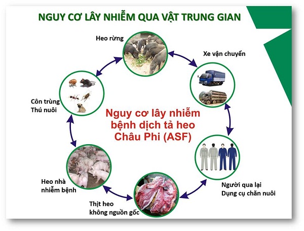 Về phòng chống dịch bệnh tả lợn Châu Phi
